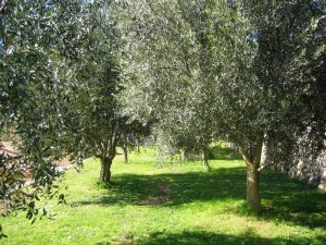 Mas de Vence - Hotel-Restaurant